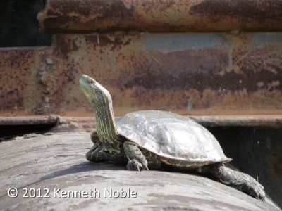stripe-necked terrapin (Mauremys caspica) Kenneth Noble